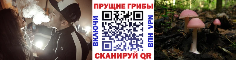blacksprut ТОР  сколько стоит  Уссурийск  Галлюциногенные грибы Cubensis 